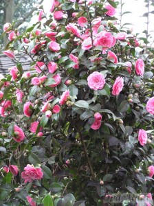 Camellia japonica Dr Tinsley                                           